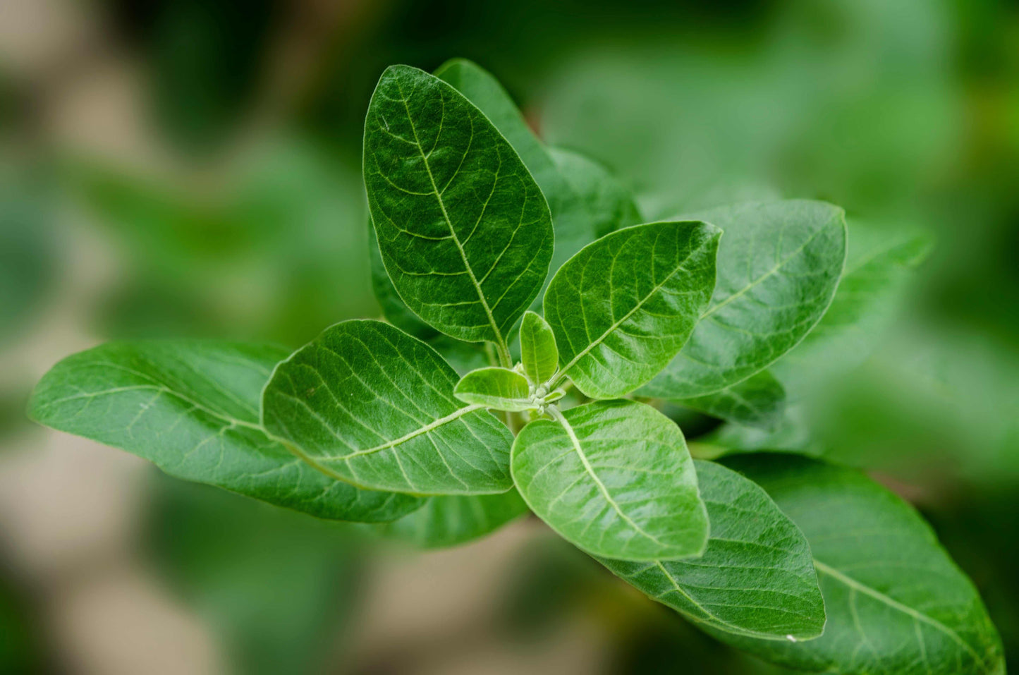 Ashwagandha Powder